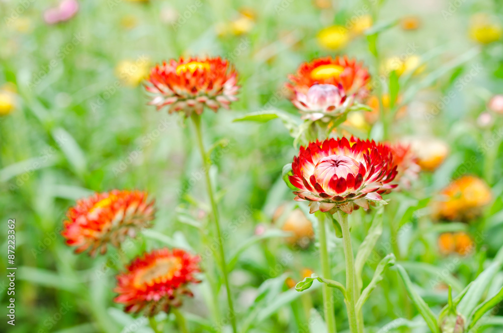 Helichrysum or Strawflower in outdoor garden,Helichrysum bracteatum Helichrysum or Strawflower in outdoor garden,Helichrysum bracteatum