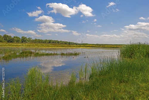 Wild flowers and cattails on the shore of a lake in summer
