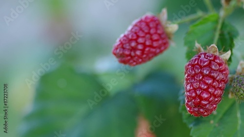 Tayberry - Rubus x 