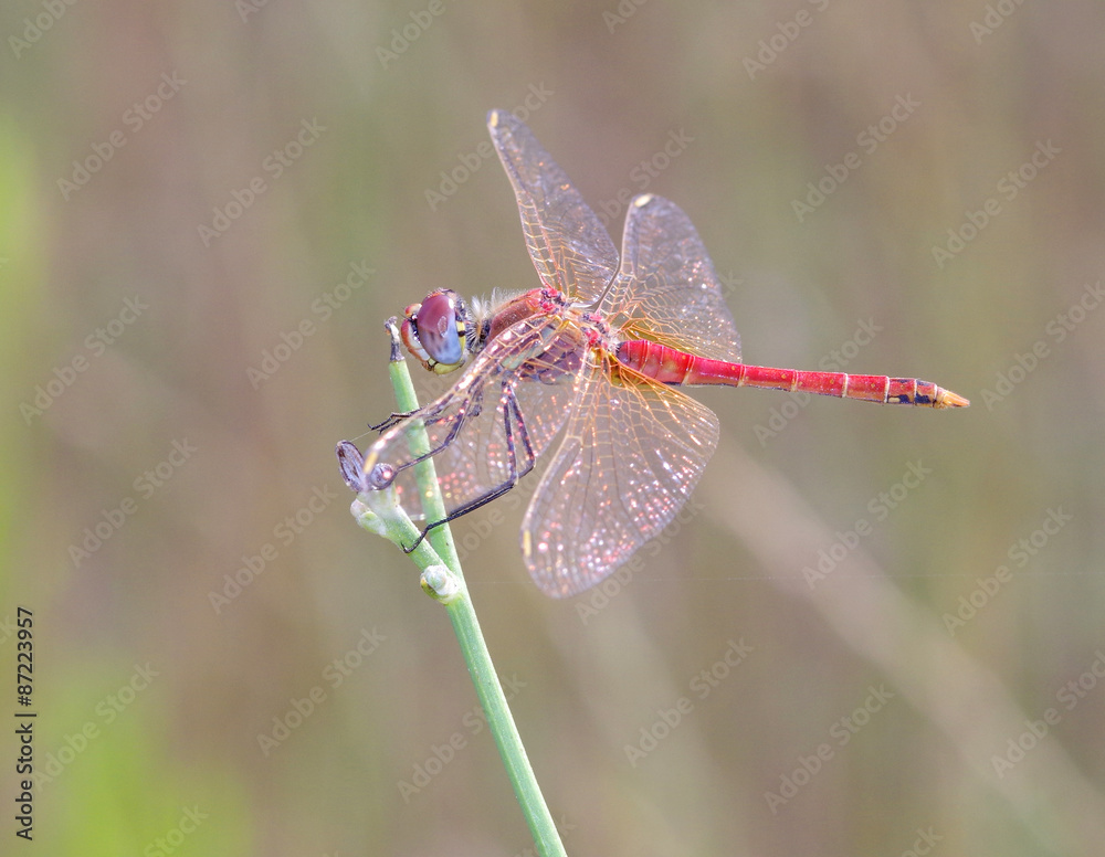 Naklejka premium red dragonfly