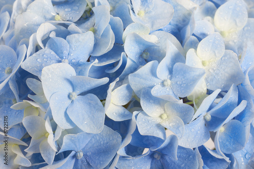 Valokuvatapetti beautiful summer hydrangea floral background in blue colors