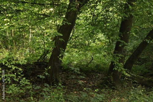 Deutscher Wald © bildreif
