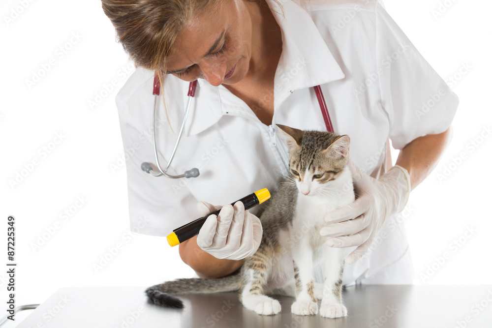 Veterinary clinic with a kitten Veterinary clinic with a kitten