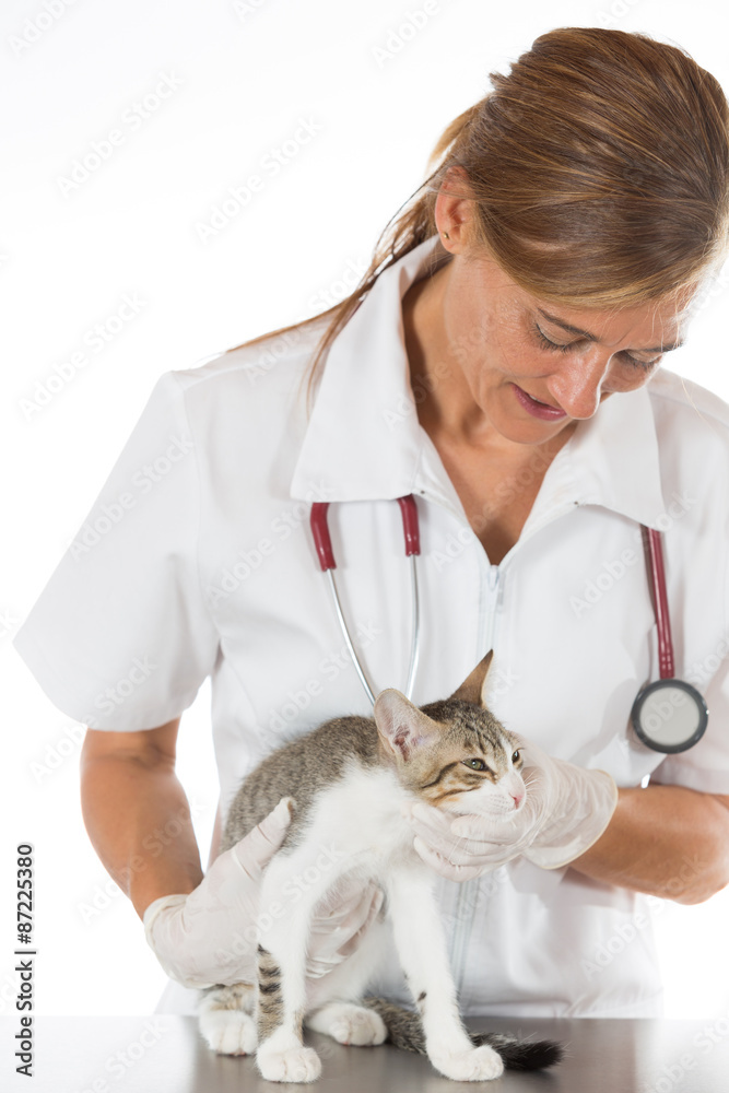 Veterinary clinic with a kitten Veterinary clinic with a kitten