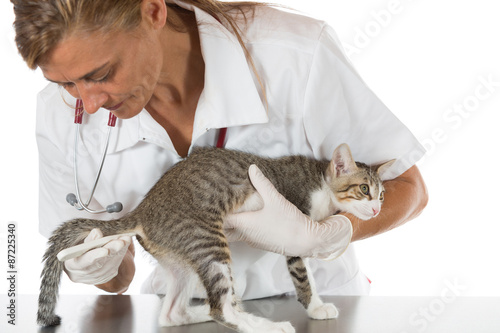 Fototapeta Naklejka Na Ścianę i Meble -  Veterinary clinic with a kitten