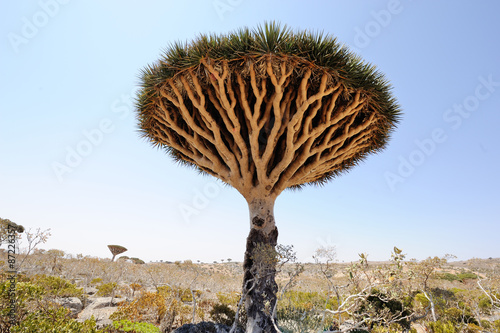 Dragon tree (Dracaena cinnabari) in Socotra island, Yemen photo