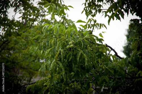 Green walnuts on a tree branch