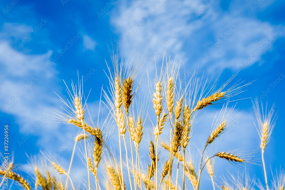 Obraz premium Ripe gold wheat