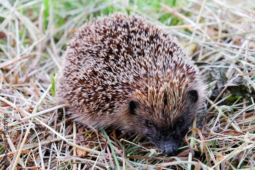 Fototapeta premium Hedgehog on the grass