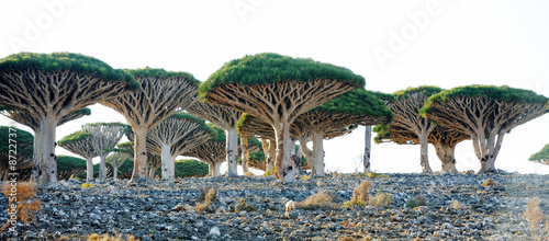Dragon trees (Dracaena cinnabari) in Socotra island, Yemen photo