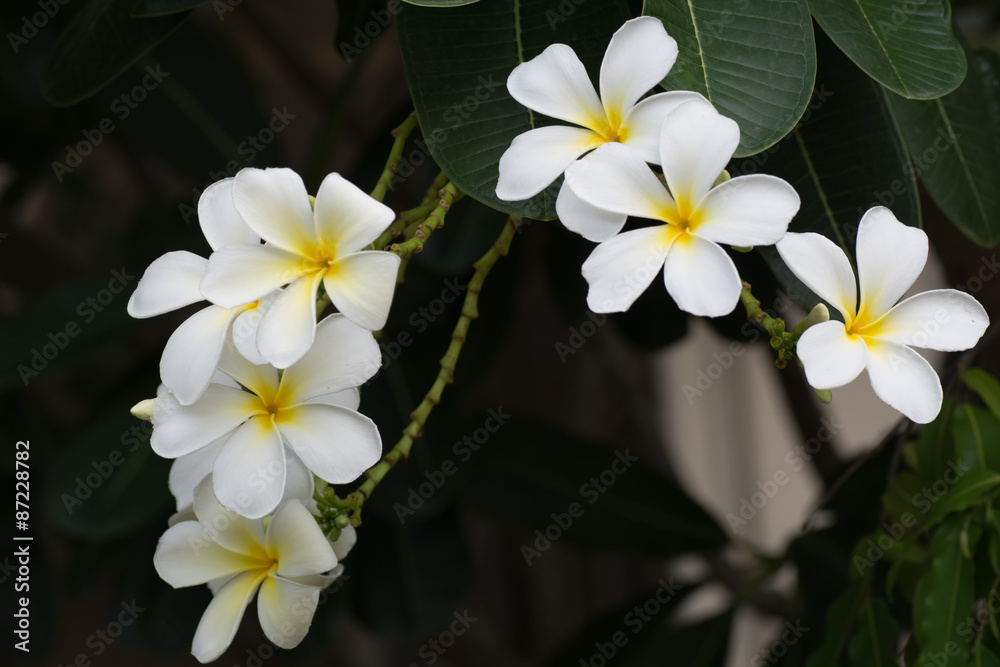 Obraz premium White flowers bloom in the evening.