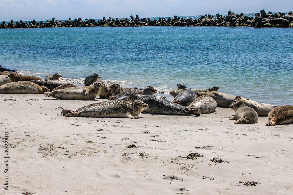 Fototapeta premium Kegelrobben an einem Nordseestrand
