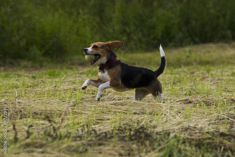 Running beagle dogs.