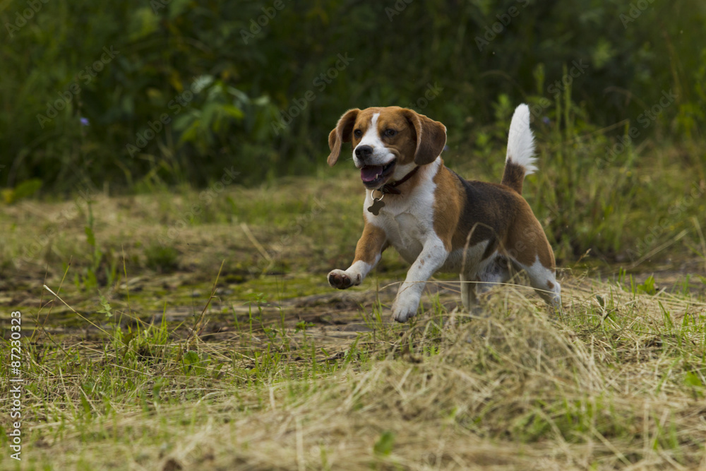 Running beagle dogs. Running beagle dogs.