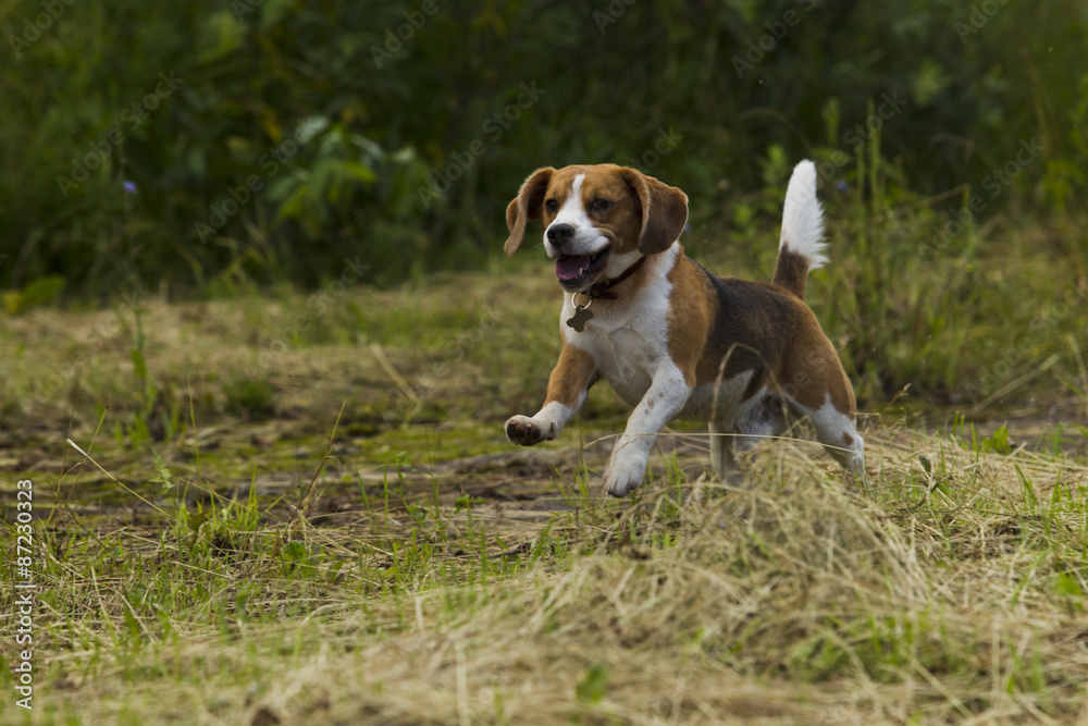 Running beagle dogs.