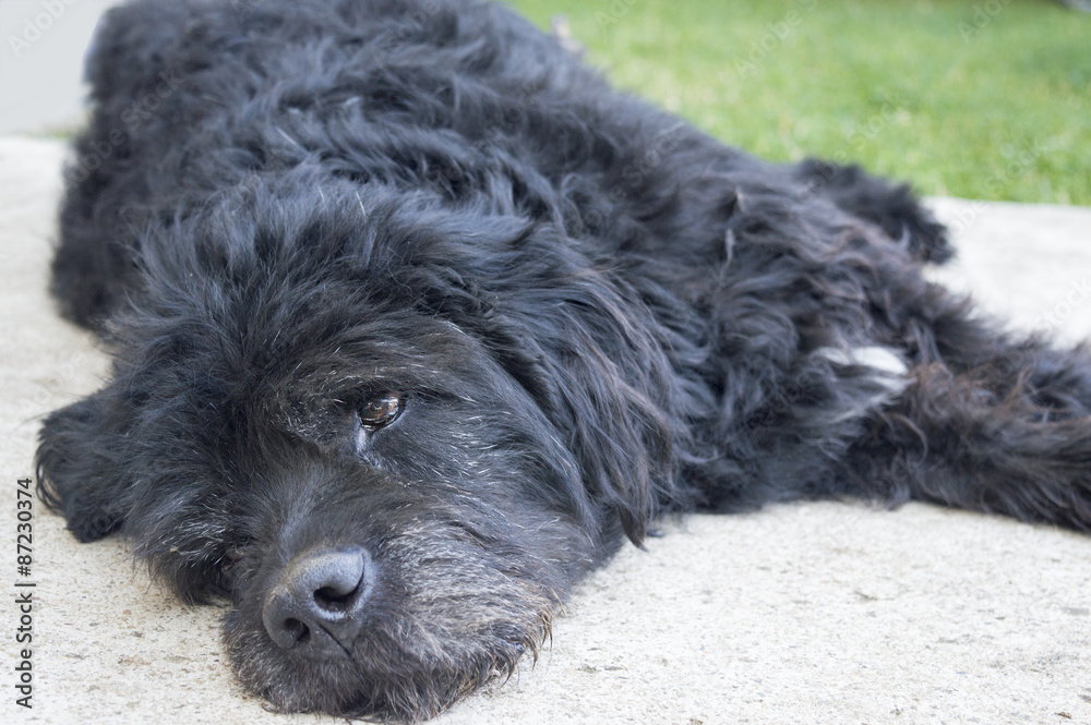 Portrait of an old and tired black dog lying in the backyard
