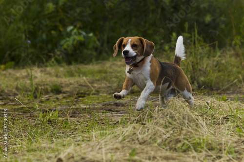 Running beagle dogs.