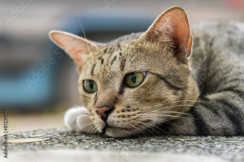 Fototapeta Naklejka Na Ścianę i Meble -  American Shorthair