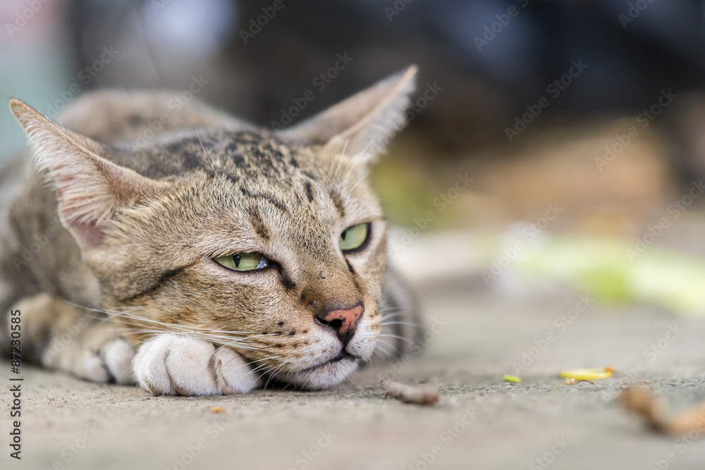 American Shorthair