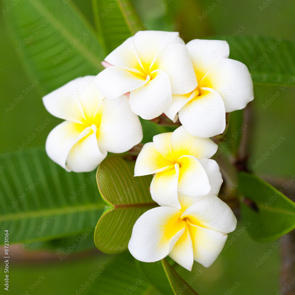 White flowers on trees White flowers on trees