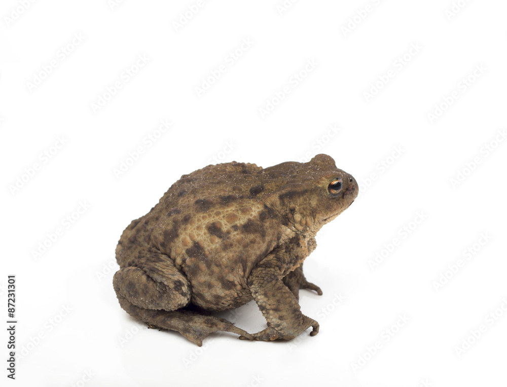 Hoptoad isolated on white studio background Hoptoad isolated on white studio background