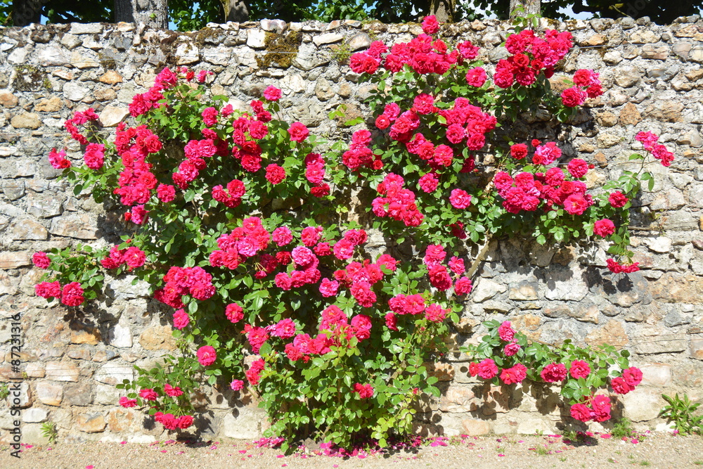 Beautiful pink rose bush growing on an ancient garden wall in France.