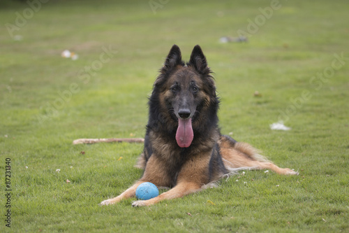 Dog, Belgian Shepherd Tervueren, lying