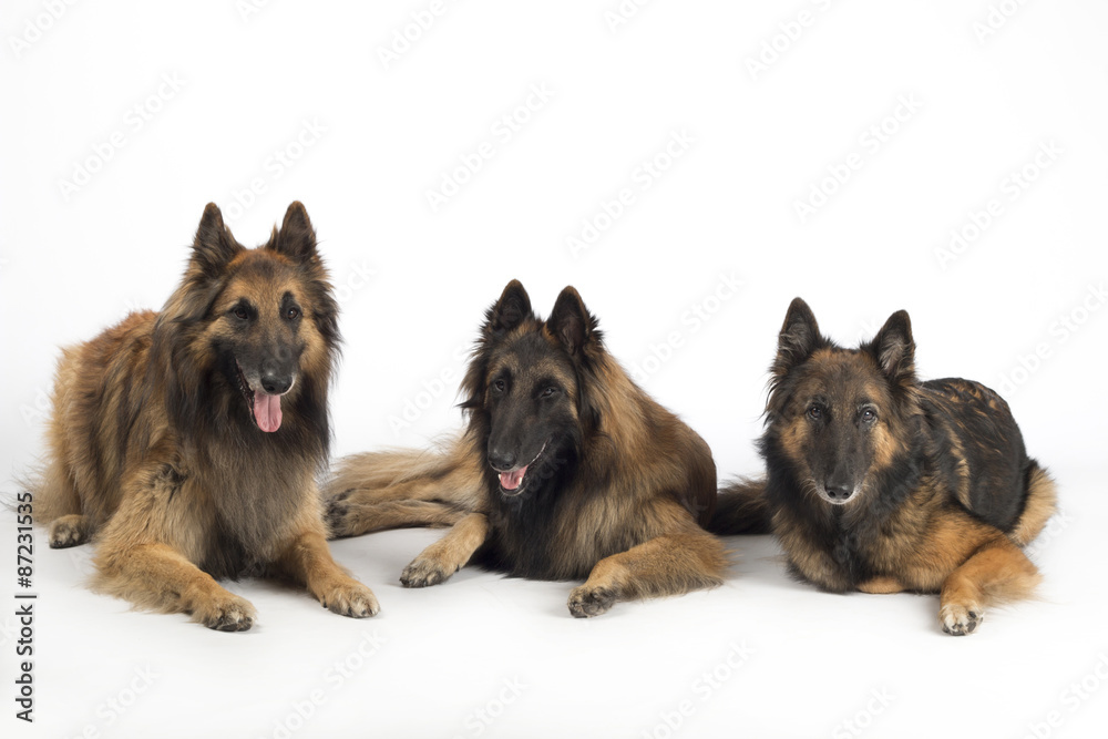 Three dogs, Belgian Shepherd Tervuren, lying isolated on white s