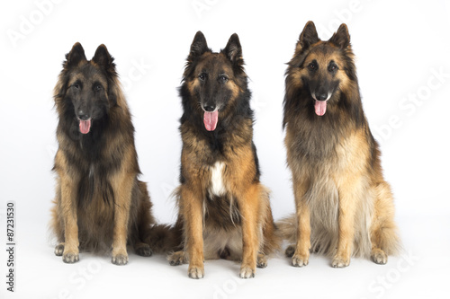 Three dogs  Belgian Shepherd Tervuren  sitting  isolated on whit