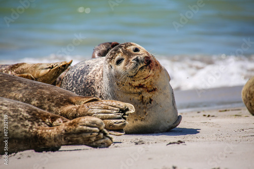 Kegelrobben an einem Nordseestrand photo