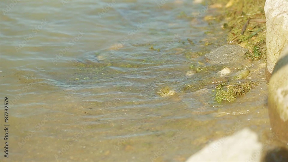 Turbid water in a small lake. Dirty pond. Turbid water in a small lake. Dirty pond.