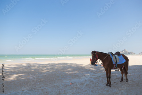 Horse on the beach