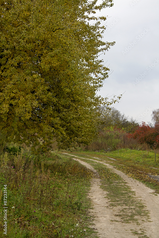 Fototapeta premium autumn pear tree, pear tree near the road