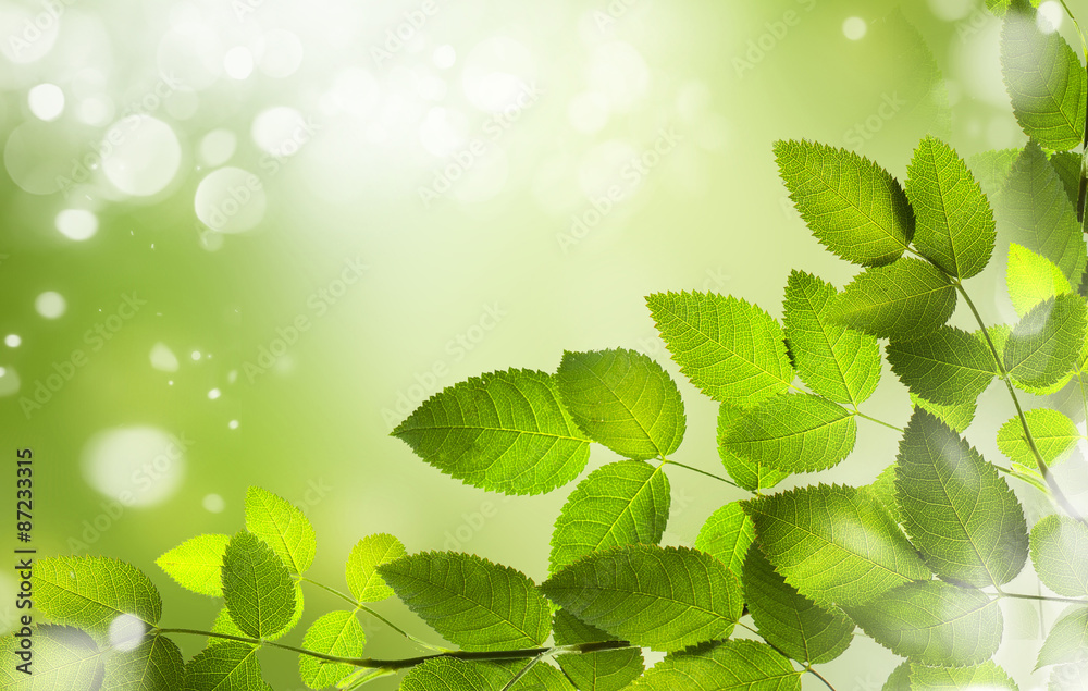Green leaves with natural background Green leaves with natural background