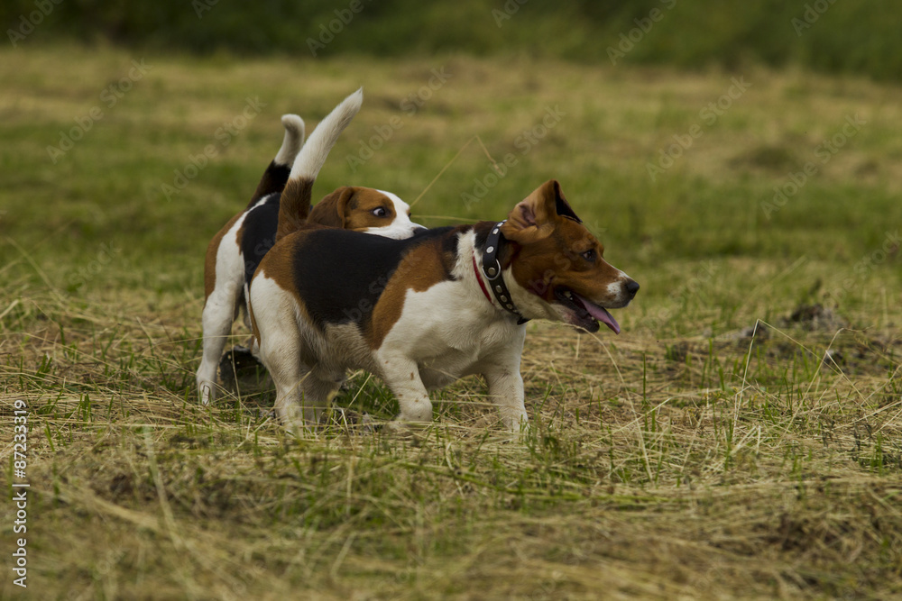Running beagle dogs. Running beagle dogs.