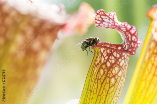 Fliege in der Schlauchpflanze