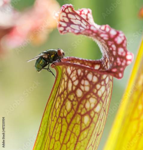 Fliege in der Schlauchpflanze