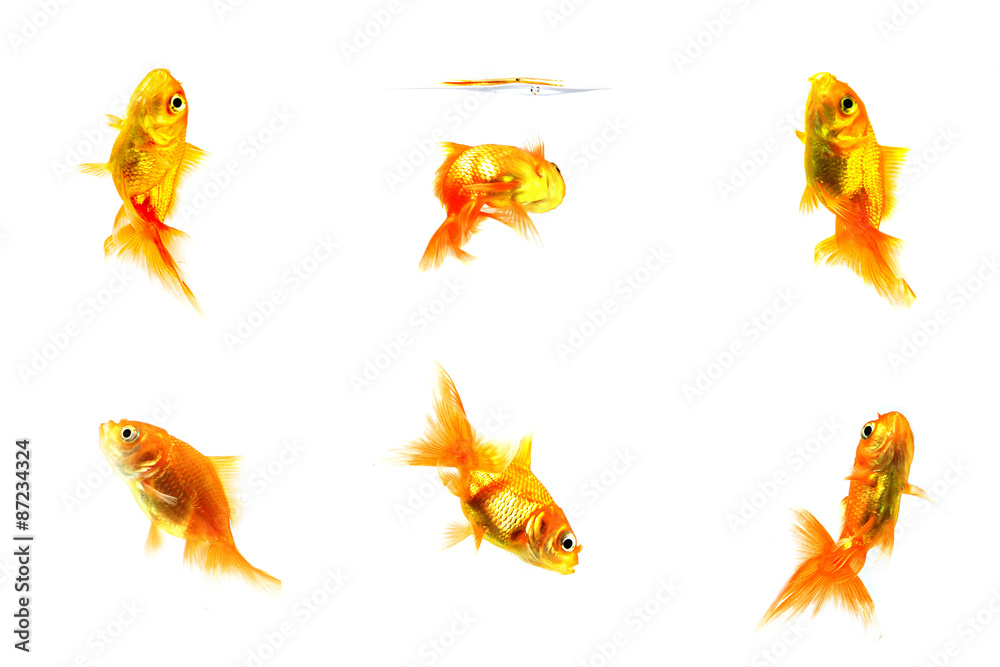 Gold fish. Isolation on the white Gold fish. Isolation on the white