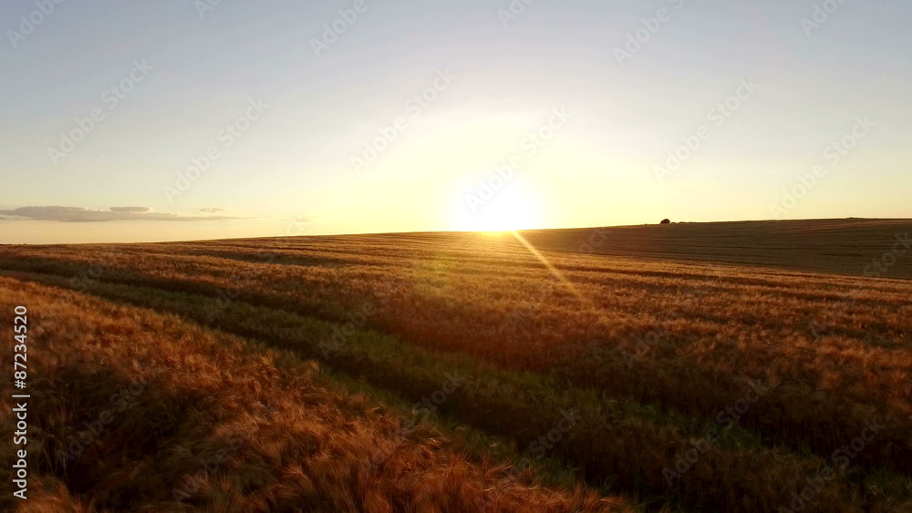 Aerial: Gold Wheat Field At Sunset Aerial: Gold Wheat Field At Sunset
