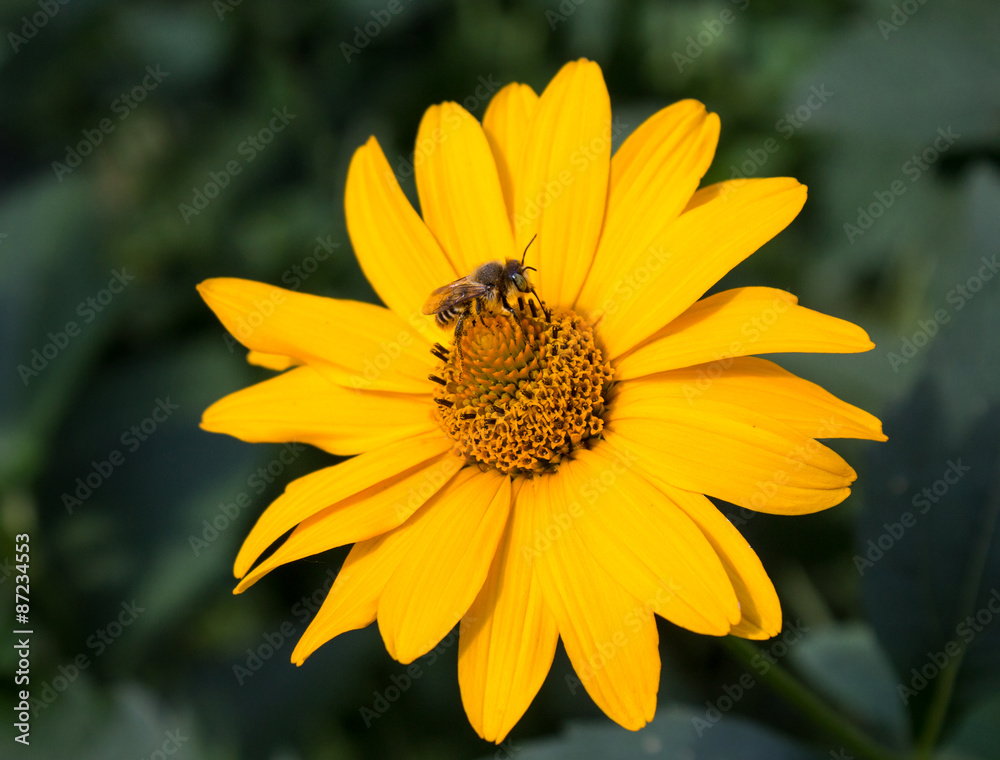 Bee pollinates a flower yellow daisy. Flowers and gardens Bee pollinates a flower yellow daisy. Flowers and gardens