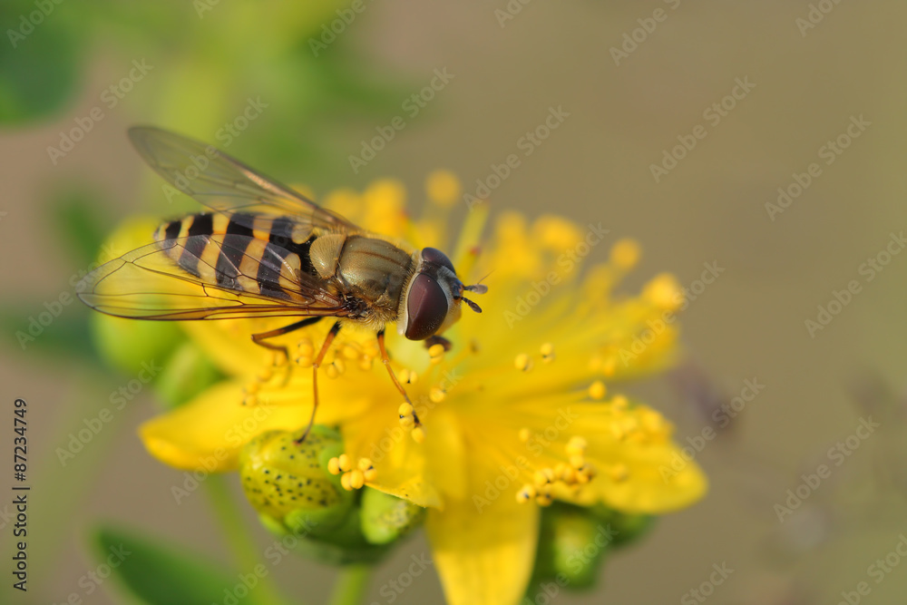 Hoverfly( Episyrphus balteatus) on Hypericum flowers Hoverfly( Episyrphus balteatus) on Hypericum flowers