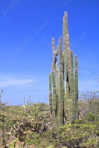 Cactus on Aruba photo