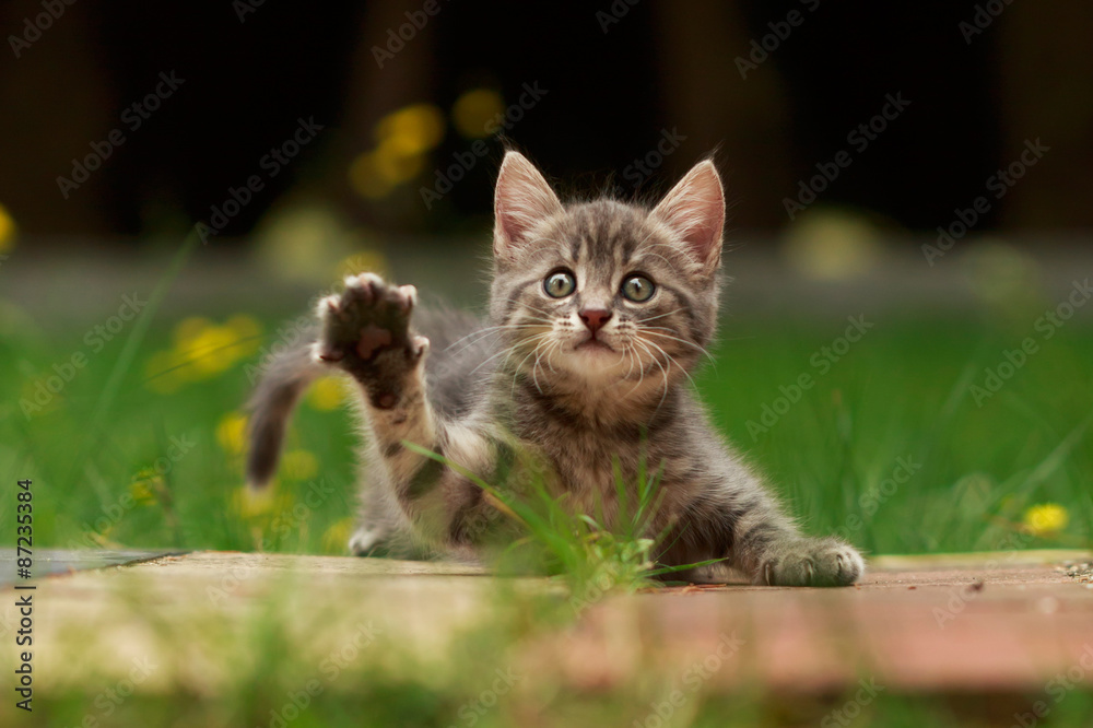 Fototapeta premium Kittenportrait hallo
