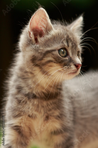 Kittenportrait