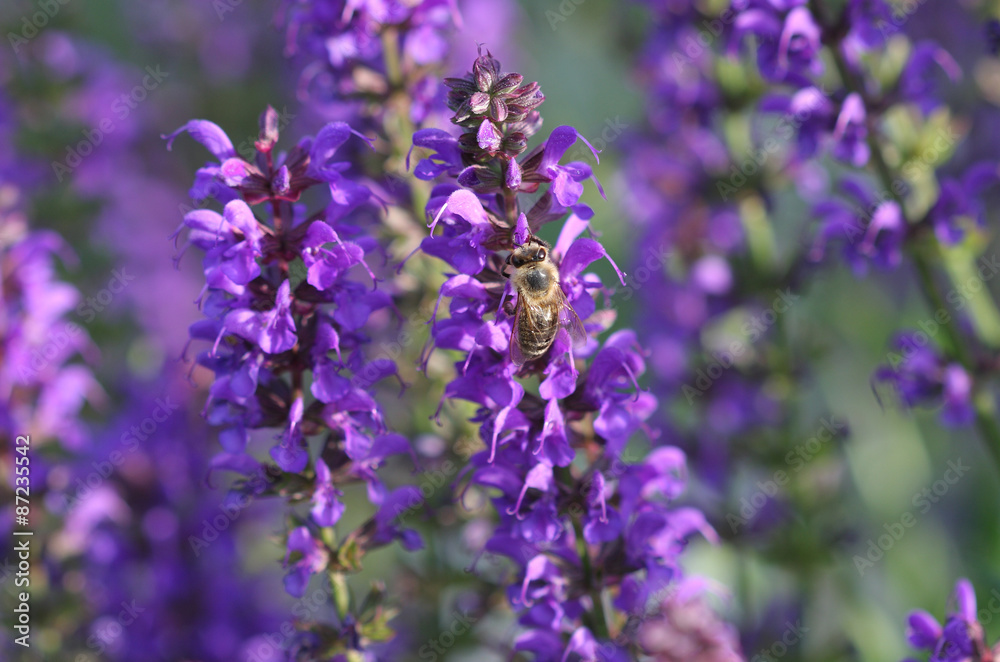 Honeybee collects nectar on a bloom of lavender Honeybee collects nectar on a bloom of lavender