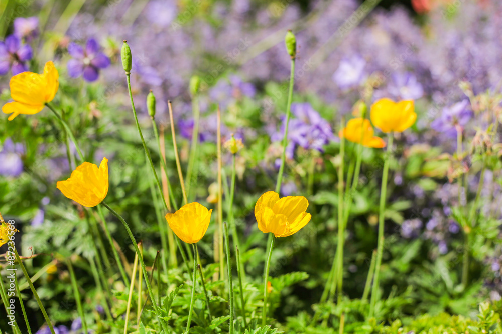 Fototapeta premium fiore fuxia