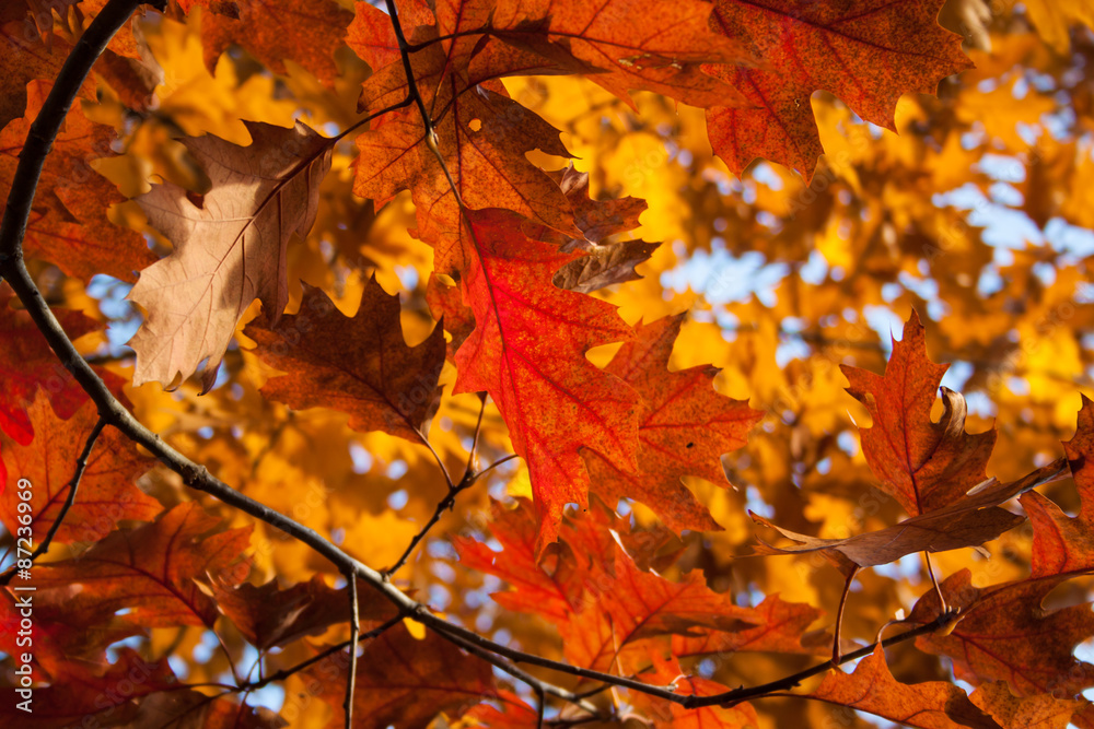 autumn leaves autumn leaves