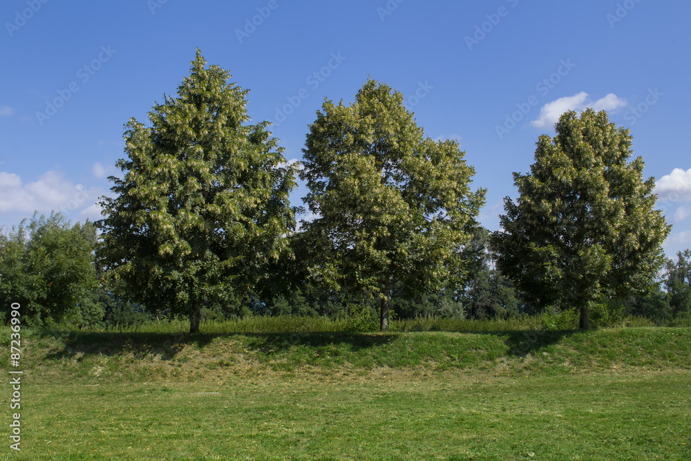 Three Linden Trees 