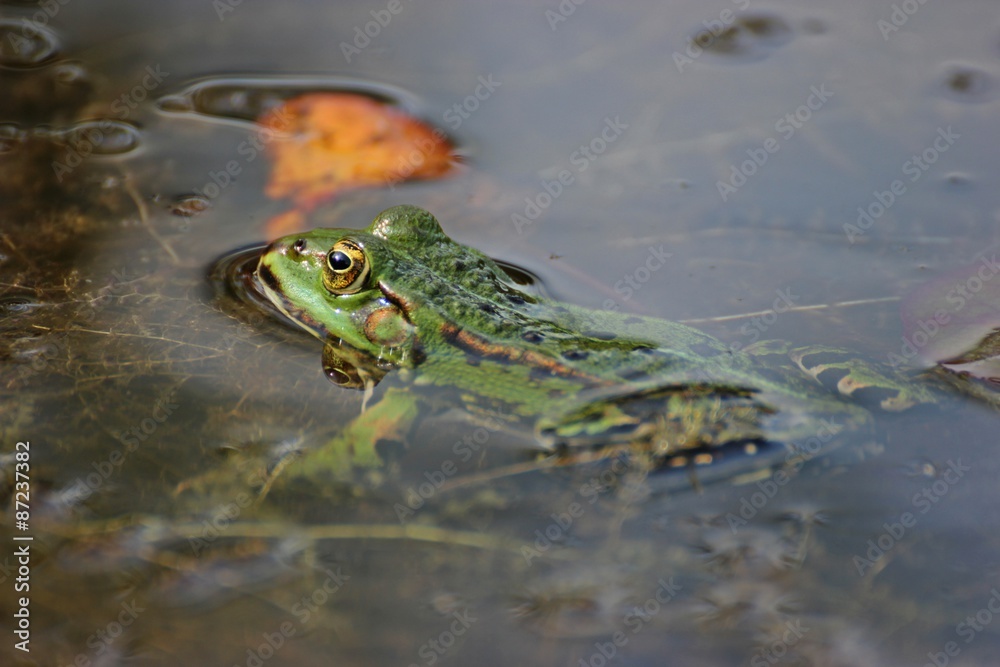 Schwimmender Teichfrosch (Pelophylax esculentus)
Schwimmender Teichfrosch (Pelophylax esculentus)