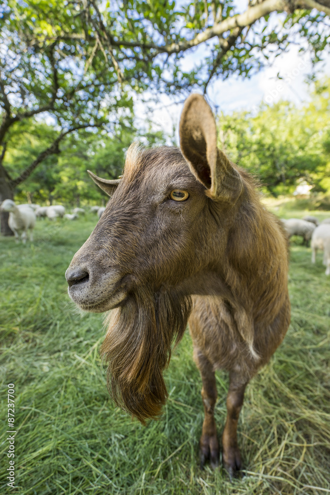 Ziegenbock